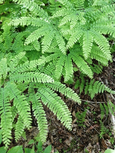 Adiantum pedatum