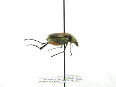 Macrodactylus sericinus