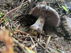 Cortinarius subolivascens