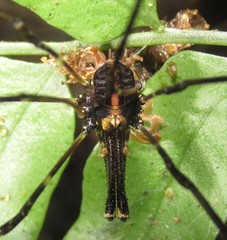 Forsteropsalis pureora