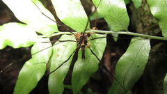 Forsteropsalis pureora