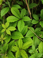 Parthenocissus laetevirens