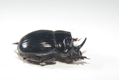 Copris lunaris