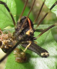 Forsteropsalis pureora