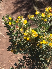 Acmispon dendroideus