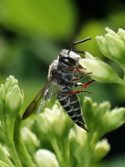 Boreocoelioxys