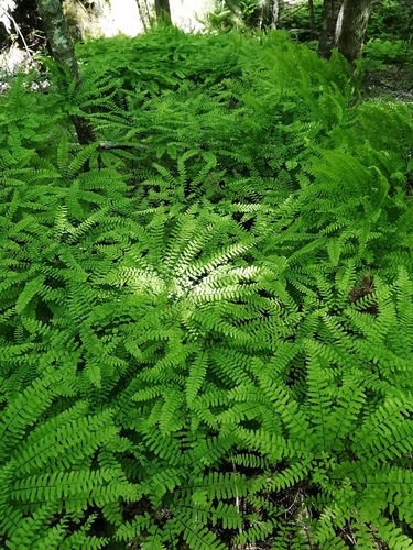 Adiantum pedatum