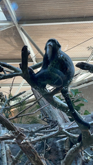 Cercopithecus neglectus