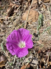 Ipomoea lenis