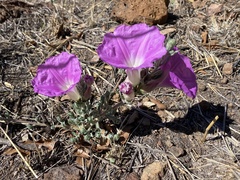 Ipomoea lenis