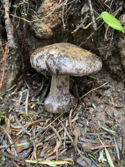 Cortinarius subolivascens