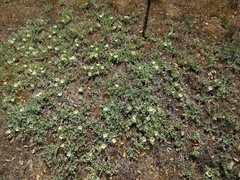 Calystegia malacophylla