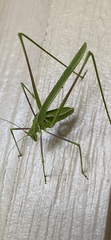Arethaea grallator