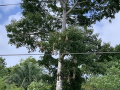 Psarocolius montezuma