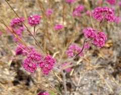 Chorizanthe douglasii