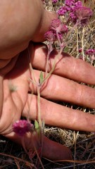 Chorizanthe douglasii