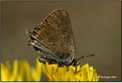 Satyrium acaciae