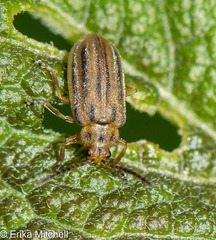 Ophraella notata