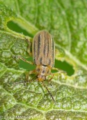 Ophraella notata