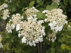 Viorne obier (Viburnum opulus) — photo 3