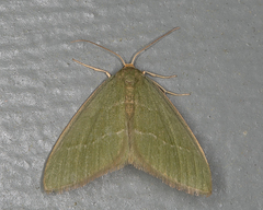 Thalera pistasciaria