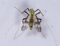 Stenochironomus hilaris