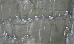 Rissa tridactyla tridactyla