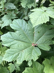 Oplopanax