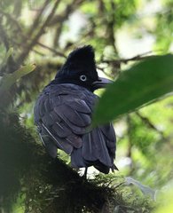 Cephalopterus ornatus