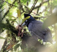 Cephalopterus ornatus