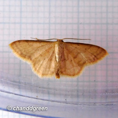 Idaea jakima