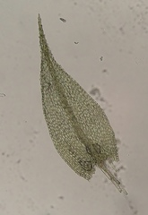 Philonotis capillaris