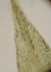 Philonotis capillaris