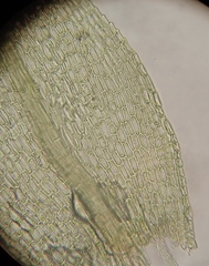 Philonotis capillaris