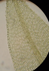 Philonotis capillaris