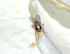 Diptera
