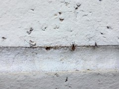 Cosmobaris scolopacea