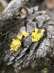 Vulpicida canadensis
