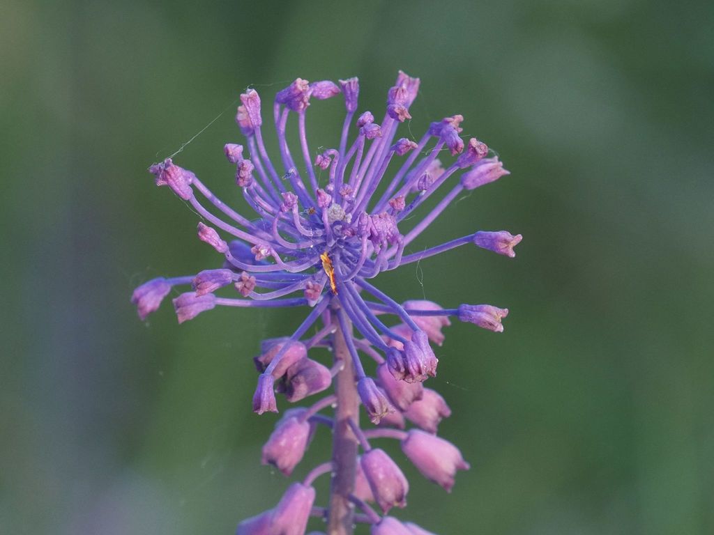 Tassel Hyacinth (Flora of Vodice / Flora Vodica) · iNaturalist