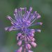 Tassel Hyacinth - Photo (c) Michael Knapp, some rights reserved (CC BY), uploaded by Michael Knapp