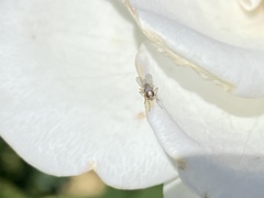 Diptera