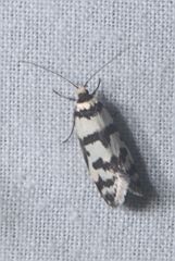 Philobota impletella