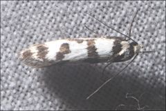 Philobota impletella