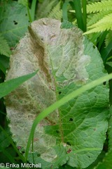 Pegomya bicolor