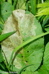 Pegomya bicolor