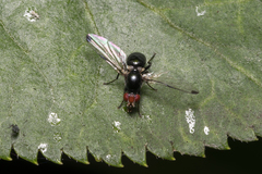 Seioptera vibrans