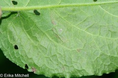 Pegomya bicolor