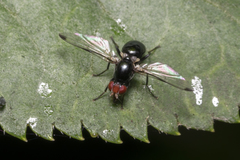 Seioptera vibrans