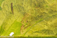 Pegomya bicolor