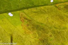 Pegomya bicolor